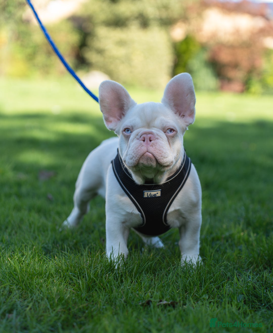 French Bulldog dogs for sale: FRENCH BULL DOGS (PINKS) - Image 2
