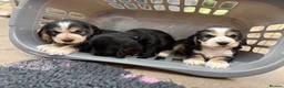 Cocker Spaniel dogs for sale: Ready Now RKC Reg DNA CLEAR Show Cocker Female in Fareham - Advert 20