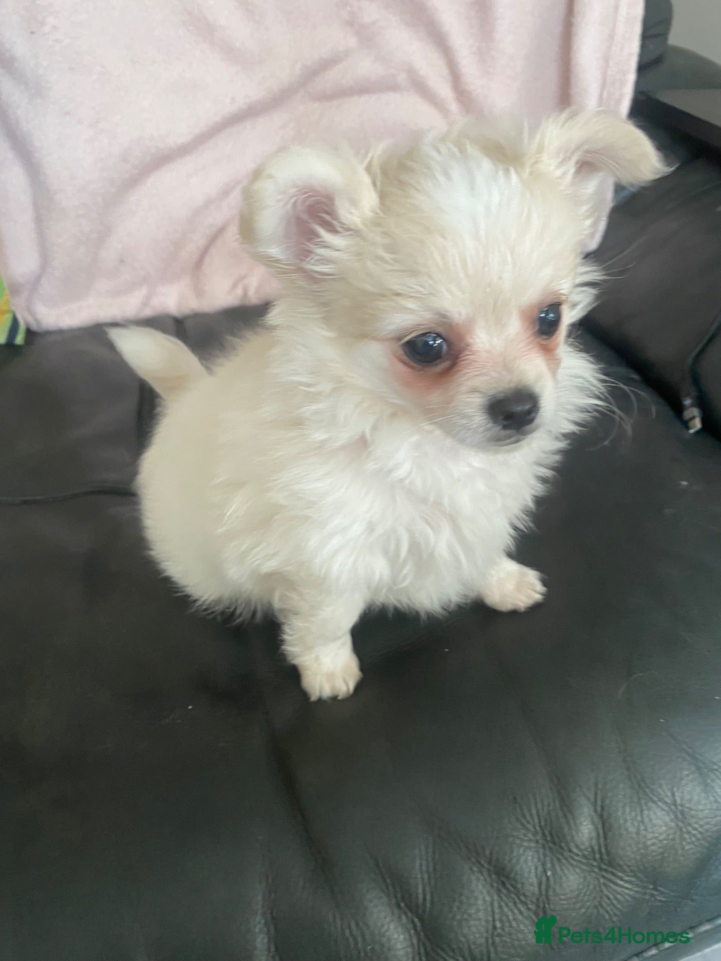Pomchi dogs Gorgeous blonde male Pom-Chi puppy  - Advert 6