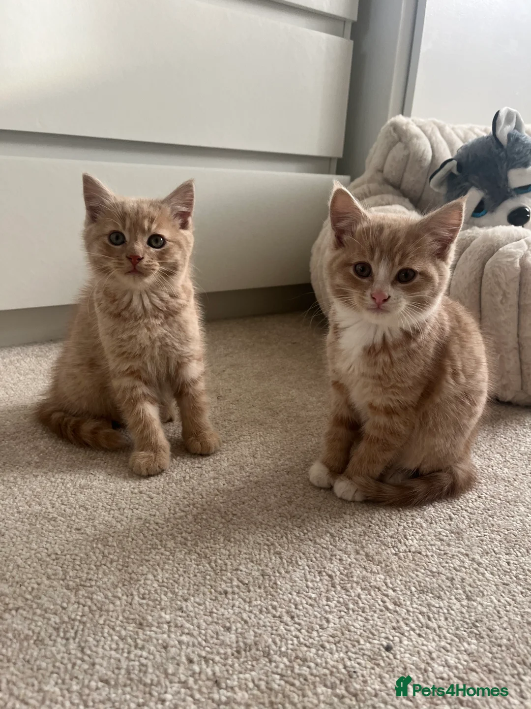 Mixed Breed cats for sale: 2 Blonde Kittens - Male and Female - Advert 5