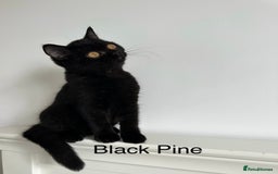 British Shorthair cats for sale: Ready🏡British Shorthair Chuky Kittens - Image 4