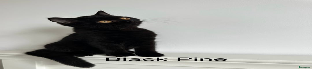 British Shorthair Kitten 7