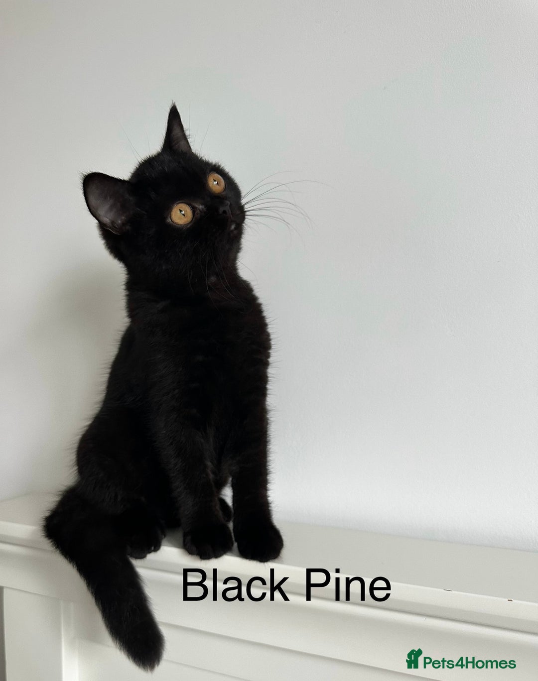 British Shorthair cats for sale: Ready🏡British Shorthair Chuky Kittens - Image 4