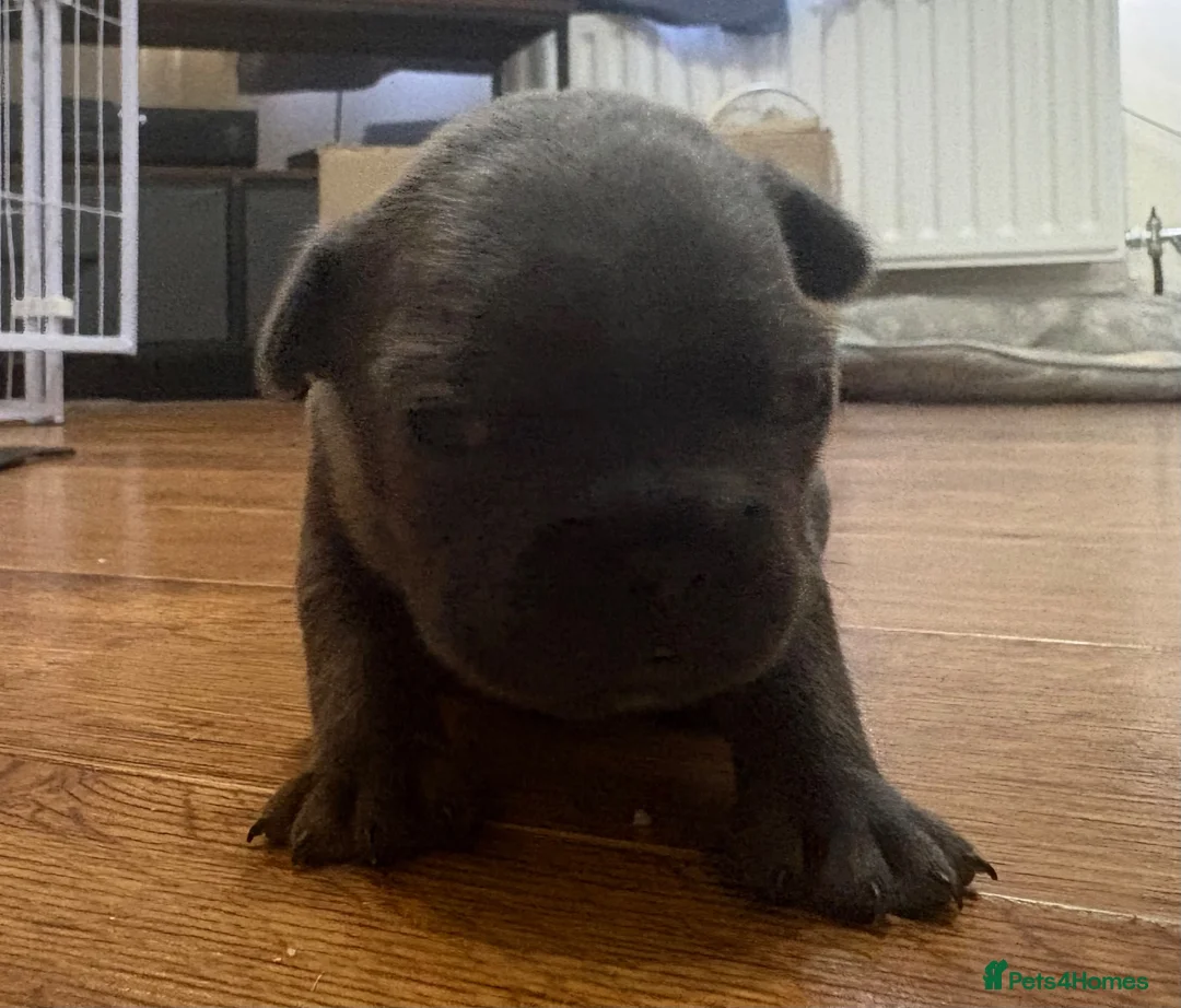 French Bulldog dogs for sale: French Bulldog Puppies in Shrewsbury - Advert 8