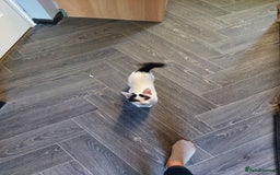 Mixed Breed cats for sale: Female kitten for sale - Image 2