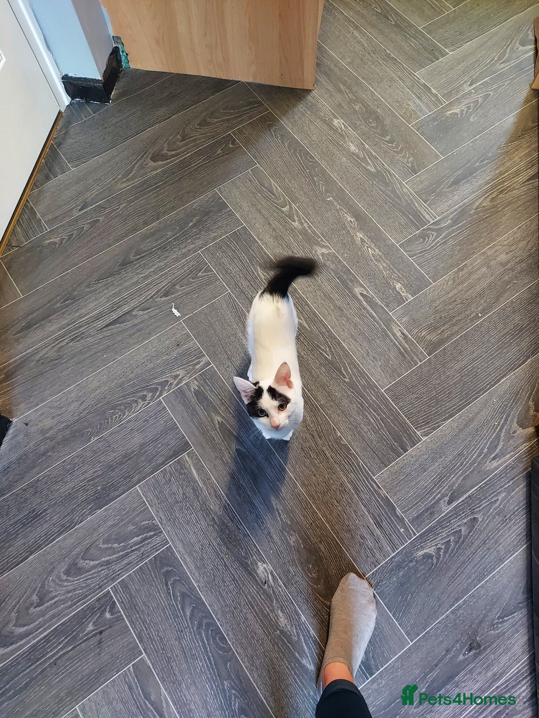 Mixed Breed cats for sale: Female kitten for sale - Image 2