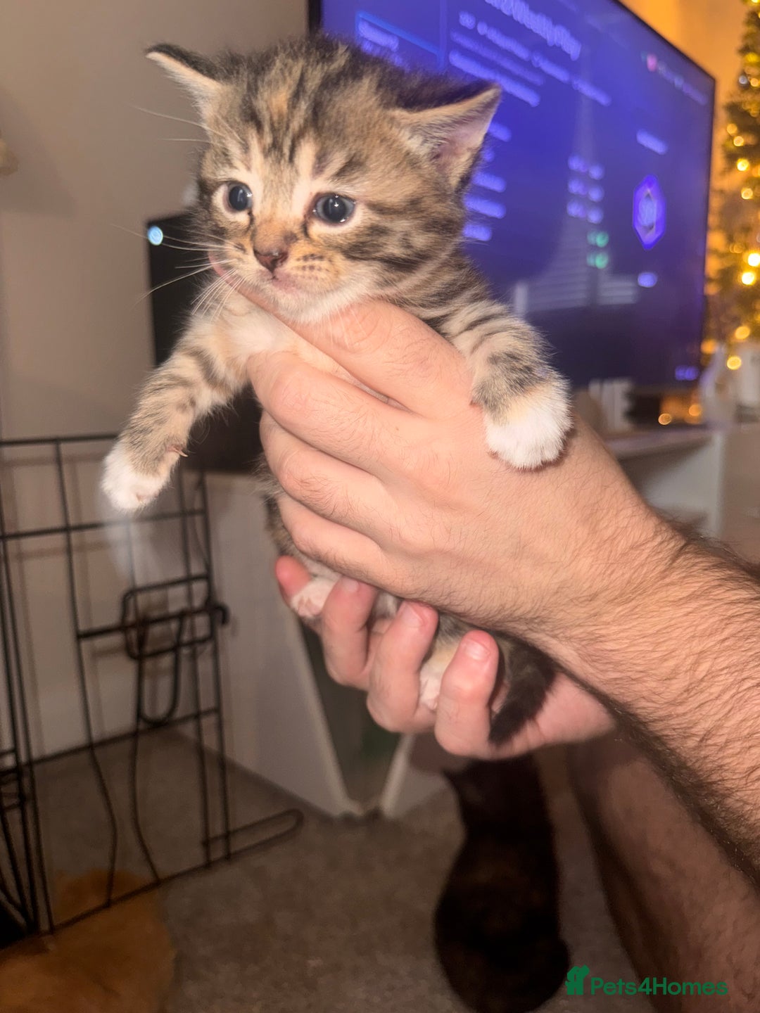 Mixed Breed cats for sale: Mixed breed kittens  - Image 15