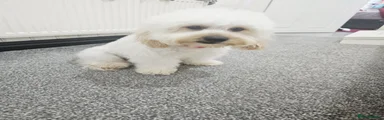 Cockapoo 5