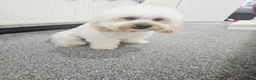 Cockapoo dogs for sale: Gorgeous Family Raised Cockapoo Puppies For Sale in Leicester - Advert 5