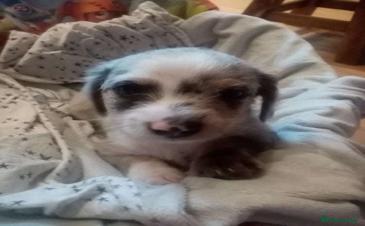 Mixed Breed dogs - Advert 3