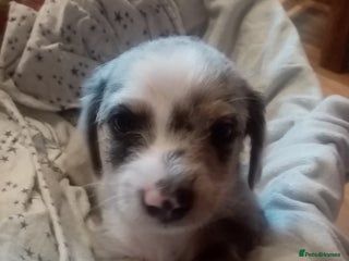 Mixed Breed dogs - Advert 4