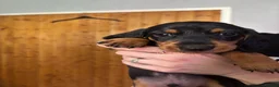 Miniature Dachshund dogs for sale: Miniature dachshund puppies for sale  - Advert 5