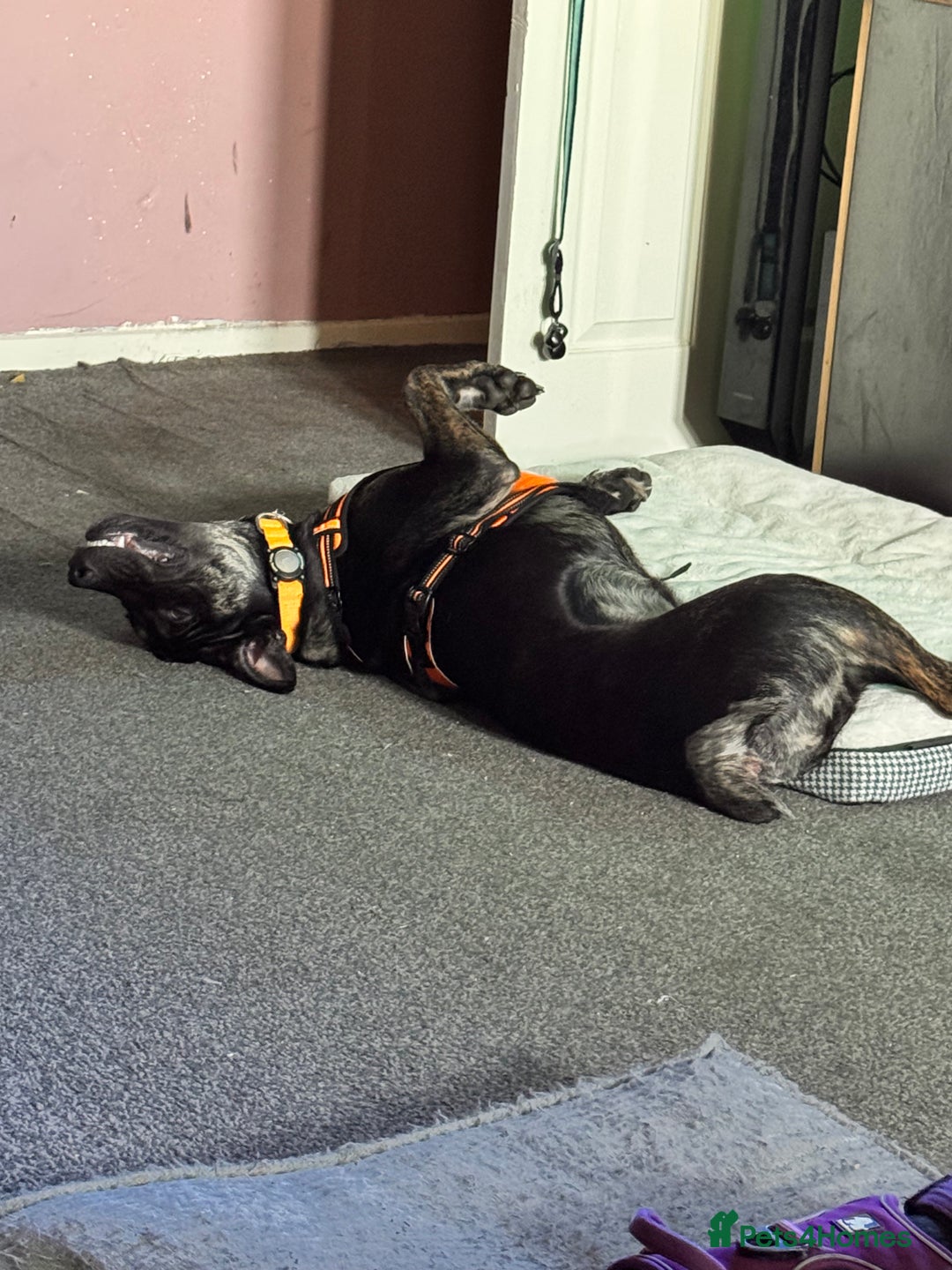 Mixed Breed dogs for sale: Staffy x German shepherd  - Image 4