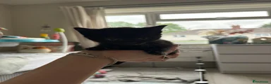 Black Male Kitten