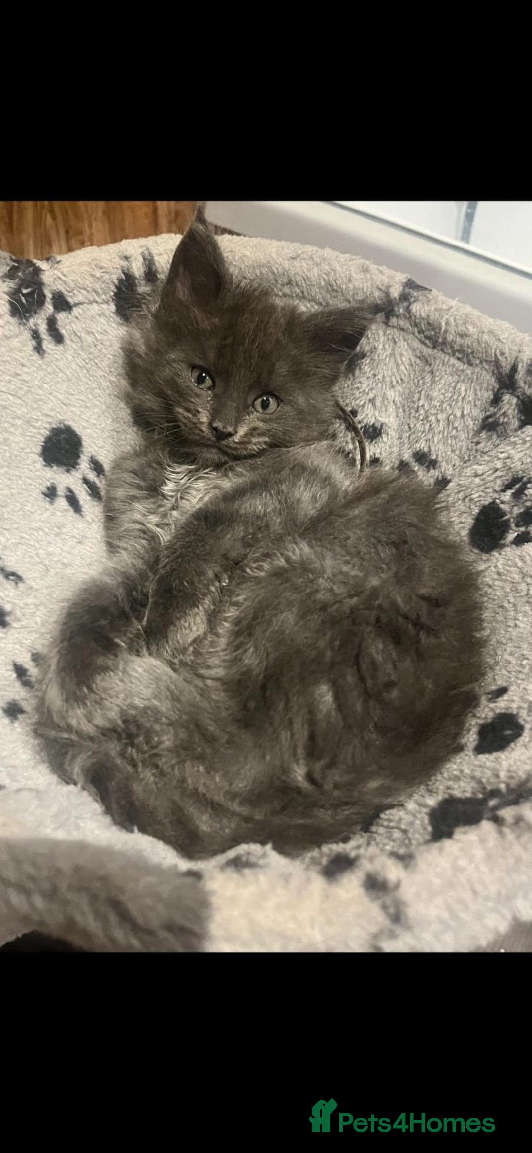 Maine Coon cats for sale: Beautiful Mainecoons blue smoke and black smoke  - Advert 6