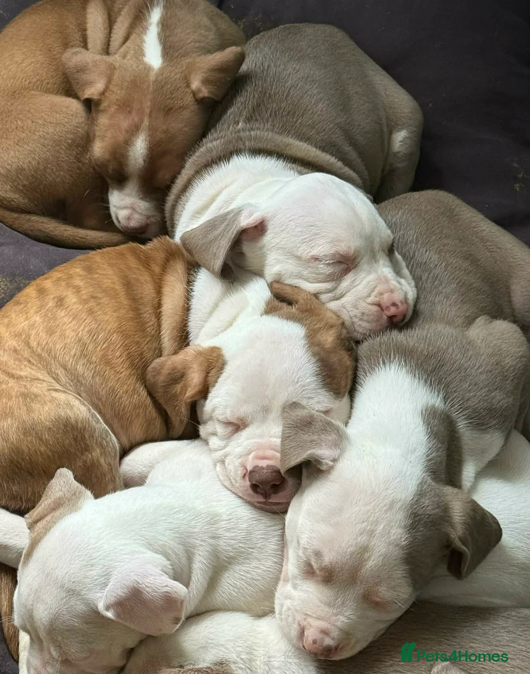 Mixed Breed dogs for sale: Xl bully mixed with red nose - Advert 1