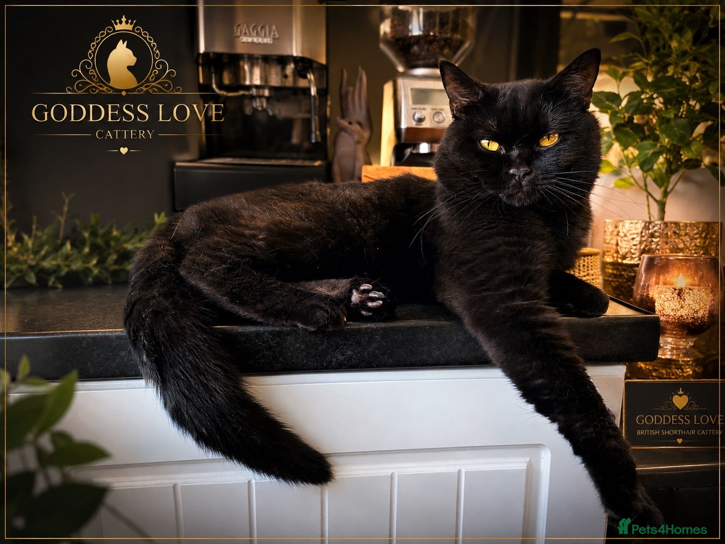 British Shorthair cats for stud: NOAH – BLACK ONYX | BRITISH SHORTHAIR STUD - Advert 1