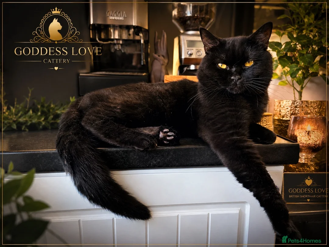 British Shorthair cats for stud: NOAH – BLACK ONYX | BRITISH SHORTHAIR STUD - Advert 1