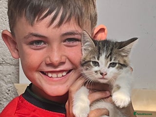 Mixed Breed cats - Advert 27