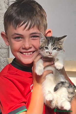 Mixed Breed cats - Advert 18