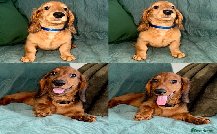 Dachshund dogs in Tamworth - Advert 9