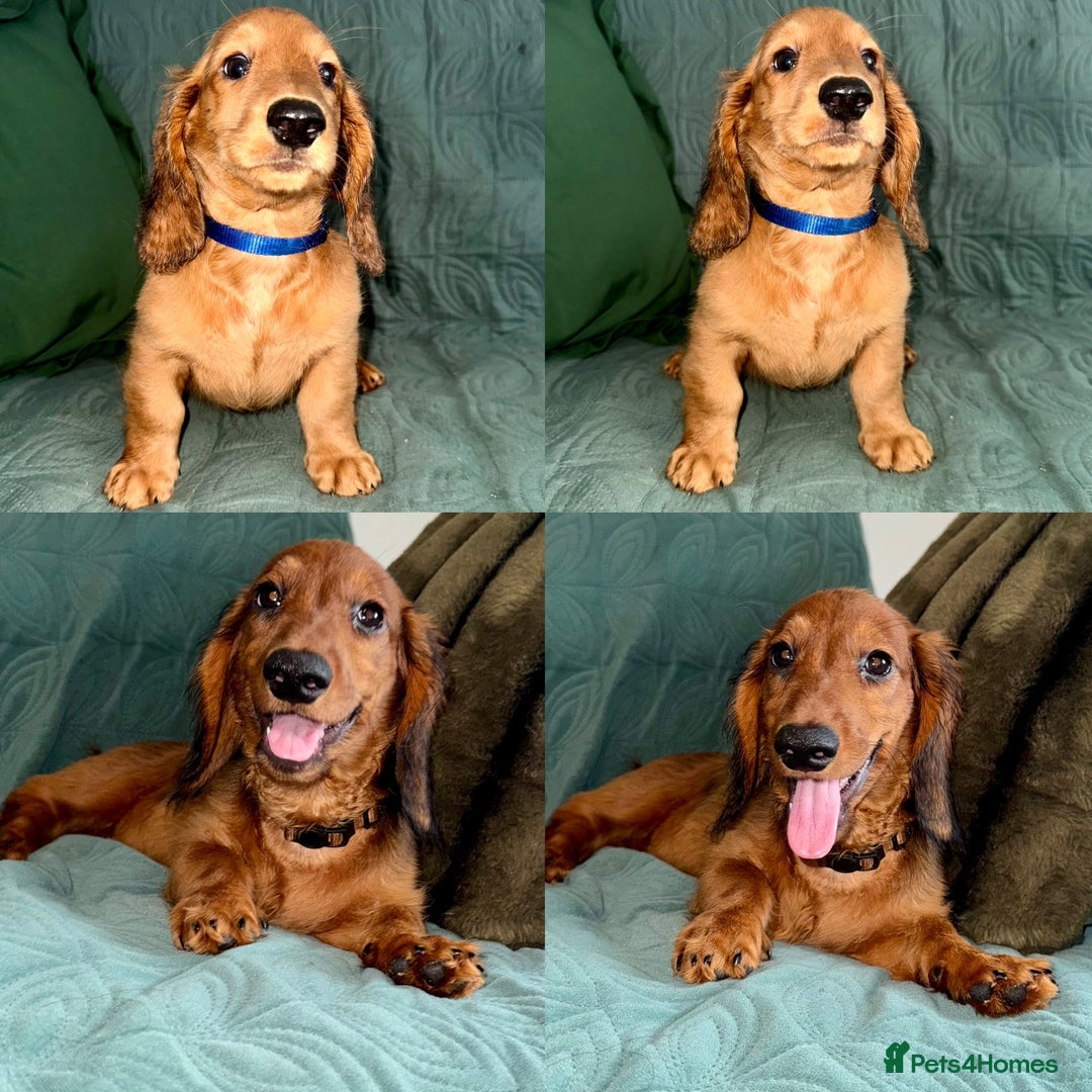 Dachshund dogs for sale: Fully ready to go LHDachshund Puppies  in Tamworth - Image 1