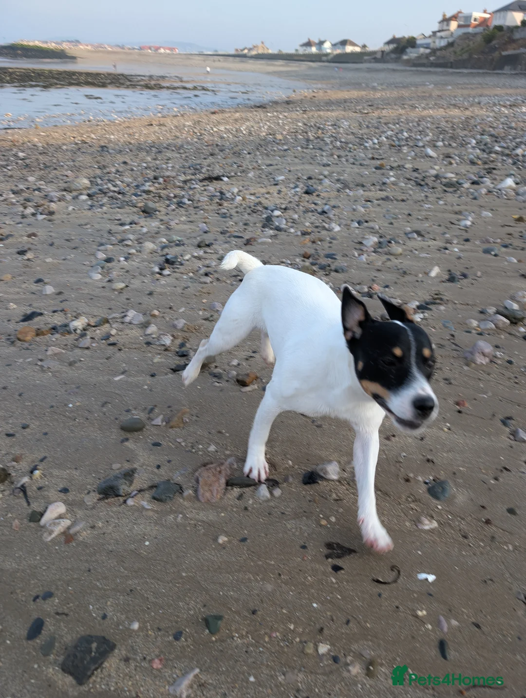 Jack Russell dogs for sale: Jack russell - Advert 2