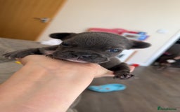 French Bulldog dogs for sale: 2 French bull dog puppies  - Image 4