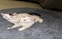 Domestic Shorthair cats for sale: Snow White sisters ❄️🥰 - Image 11