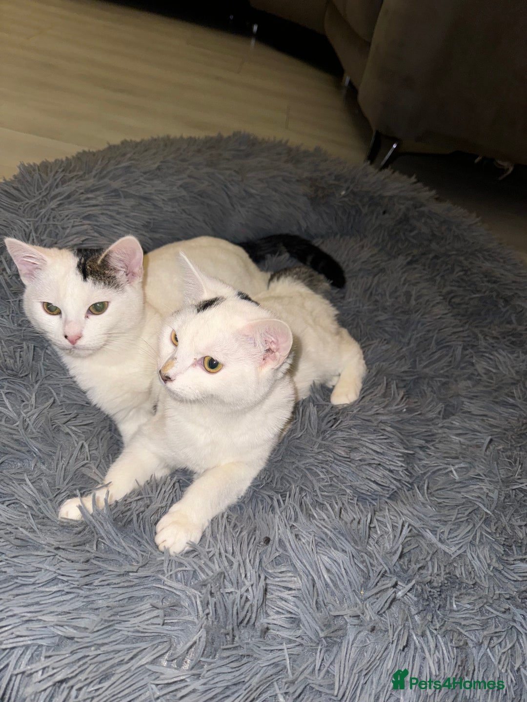 Domestic Shorthair cats for sale: Snow White sisters ❄️🥰 - Image 11
