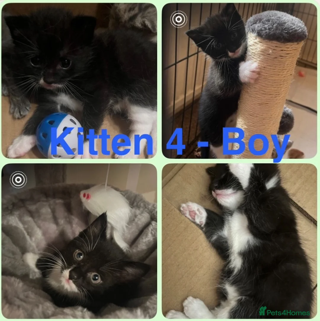 Mixed Breed cats for sale: Adorable mix colour kittens.  Ready now. - Advert 10