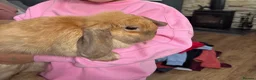 Mini Lop rabbits for sale: Friendly mini lop 1 year old - Advert 2
