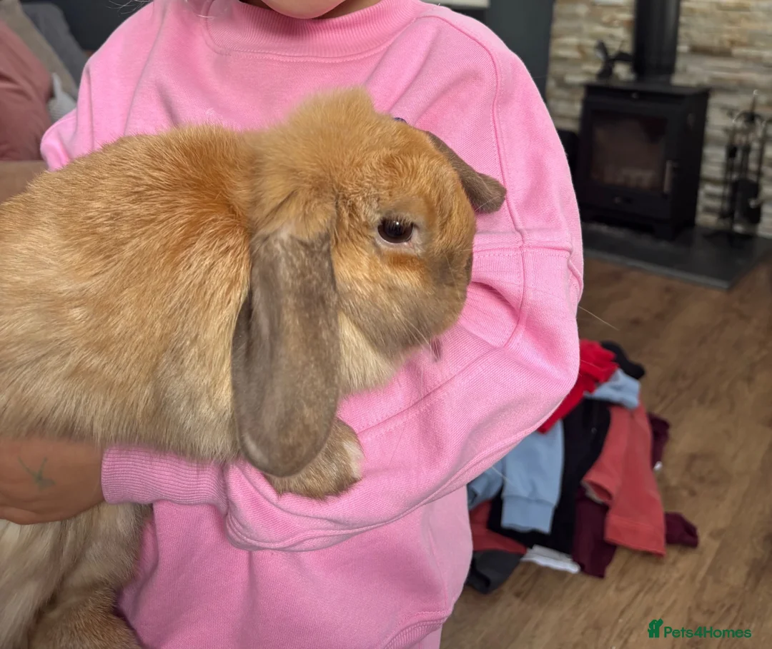 Mini Lop rabbits for sale: Friendly mini lop 1 year old - Advert 2
