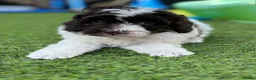 Cockapoo dogs for sale: Beautiful cockerpoos - Advert 16