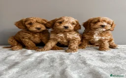 Cockapoo dogs for sale: Beautiful Mini Cockapoo Puppies - Image 1