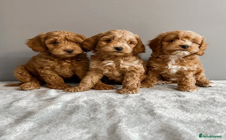 Cockapoo dogs - Advert 14