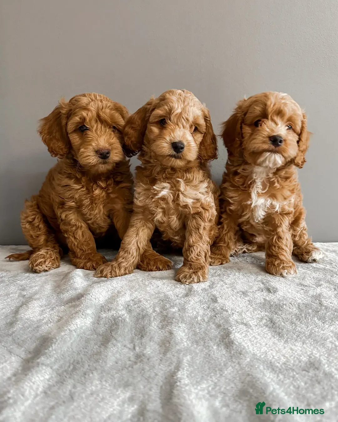 Cockapoo dogs for sale: Beautiful Mini Cockapoo Puppies - Image 1