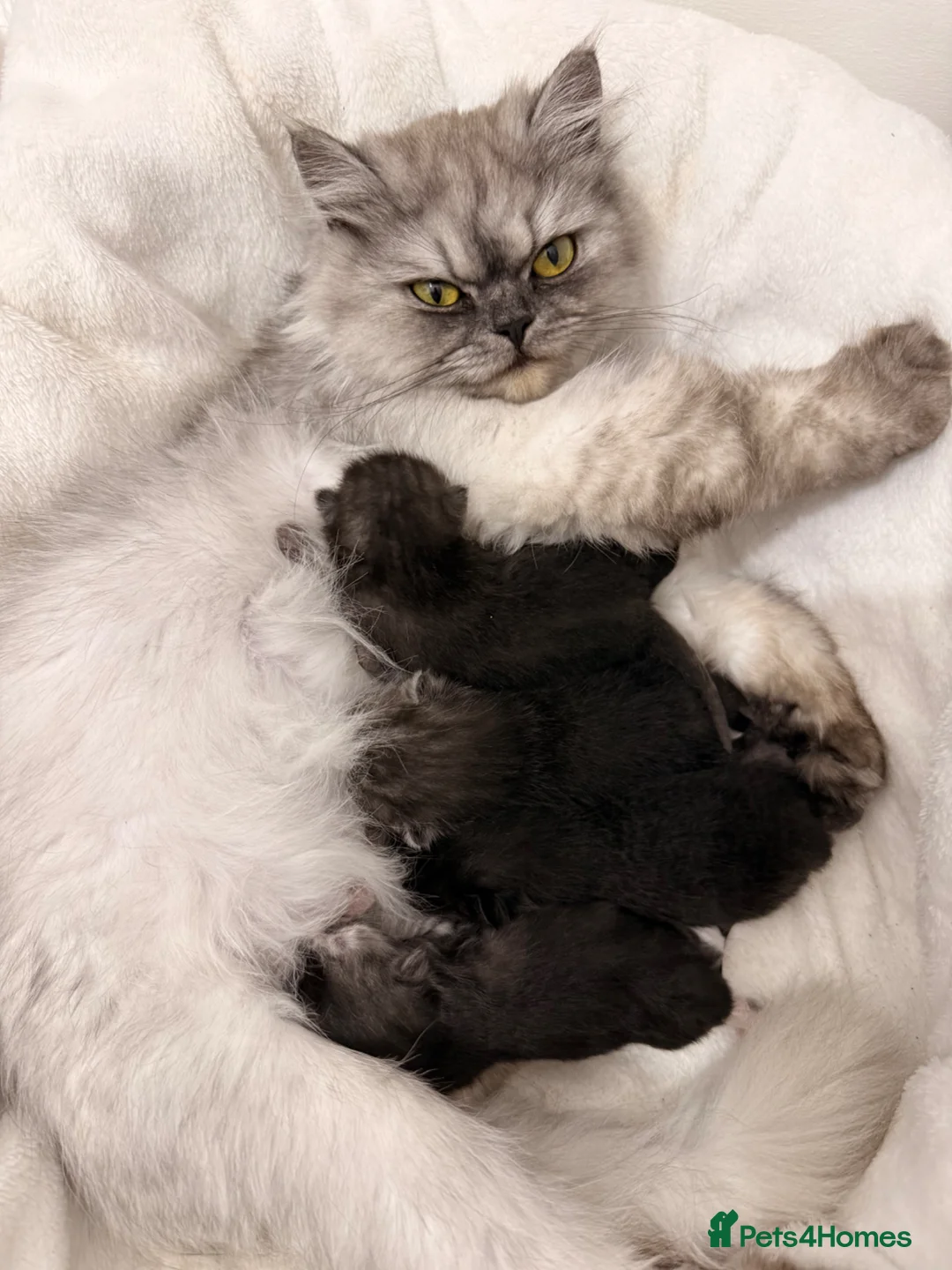 Persian cats for sale: Miss Nicola Puklejova  in Enfield - Advert 1