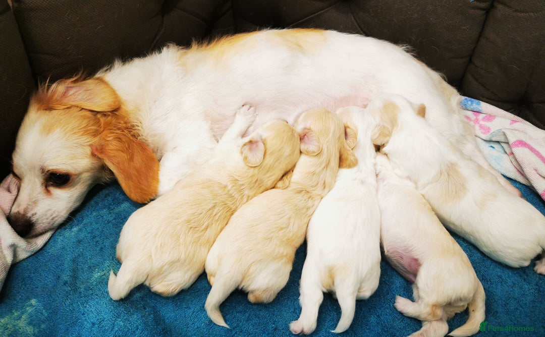 Mixed Breed dogs for sale: Bichon Frisee/Maltese.  - Advert 7