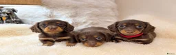 Miniature Dachshund dogs for sale: KC champion lines miniature LH dachshunds  - Advert 5