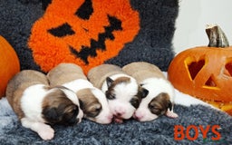 Border Collie dogs for sale: **Rare sable and white Border Collie puppies.** - Image 11