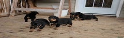 Rottweiler dogs for sale: Beautiful Rottweiler Pups Ready for New Homes - Advert 4