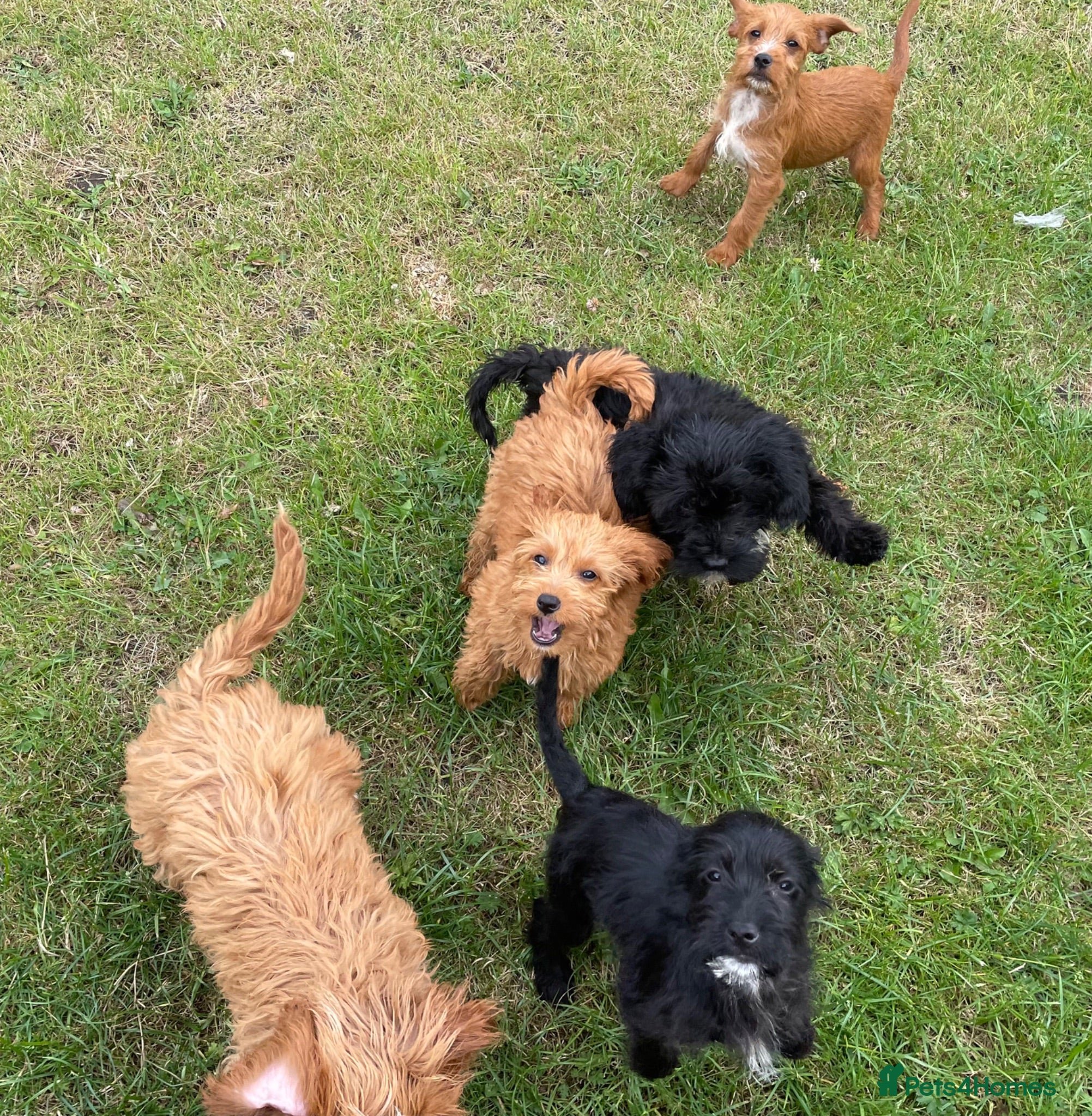 Cockapoo dogs Cockapoo puppies for sale - Advert 1