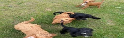Cockapoo dogs for sale: Cockapoo puppies for sale - Advert 1