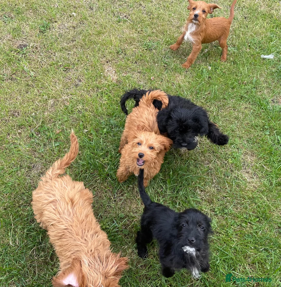 Cockapoo dogs for sale: Cockapoo puppies for sale - Advert 1