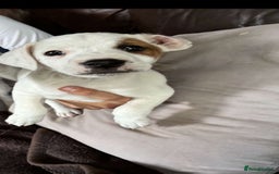 Jack Russell dogs for sale: Ready to leave beautiful female Jack Russel  - Image 3