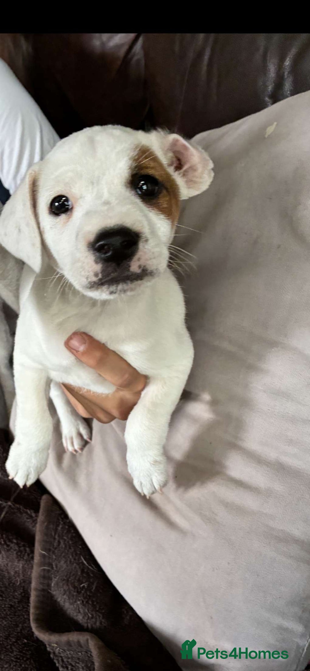 Jack Russell dogs for sale: Ready to leave beautiful female Jack Russel  - Image 3