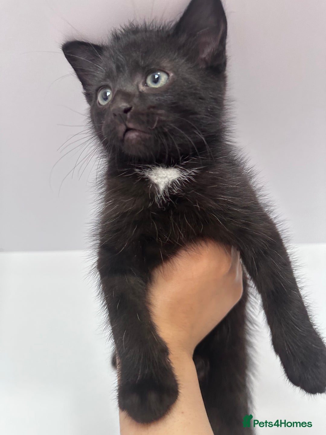 Mixed Breed cats for sale: Black Kitten Ragdoll x British Longhair Mix - Image 7