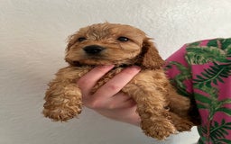 Cockapoo dogs for sale: Fluffy F1 puppies ready 27-09  - Image 6