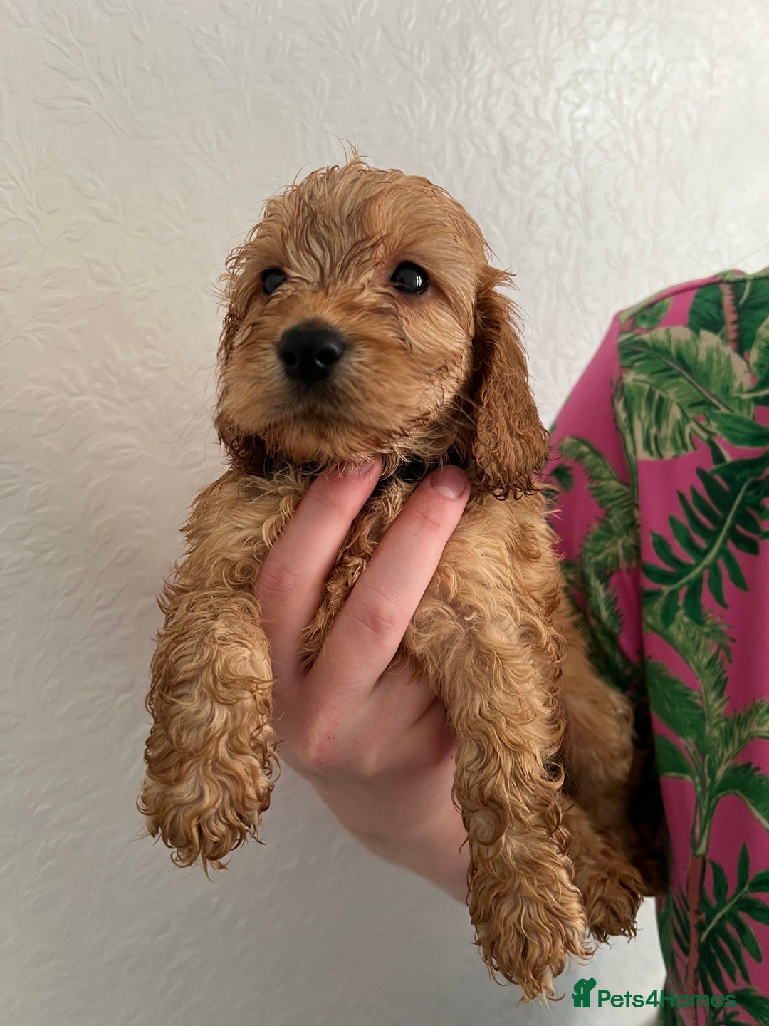 Cockapoo dogs for sale: Fluffy F1 puppies ready 27-09  - Image 6